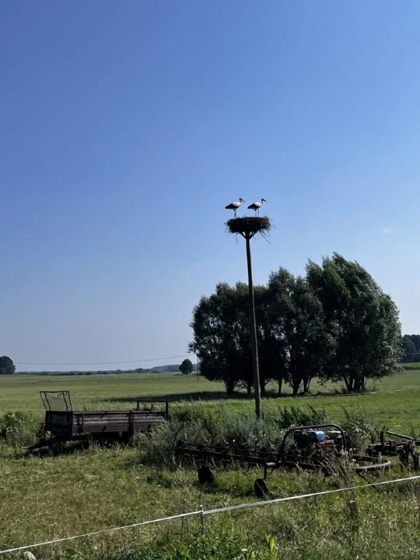 Bezkresne pola w miejscowości Kuflew