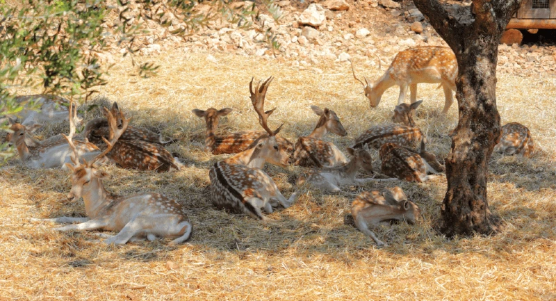 Askos Stone Park