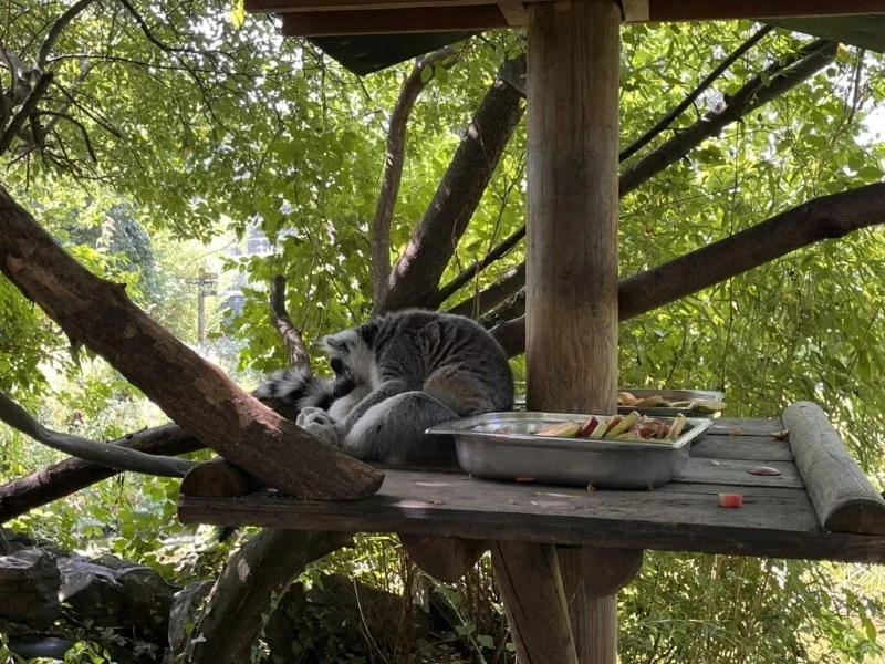 Lemury w ZOO Opole