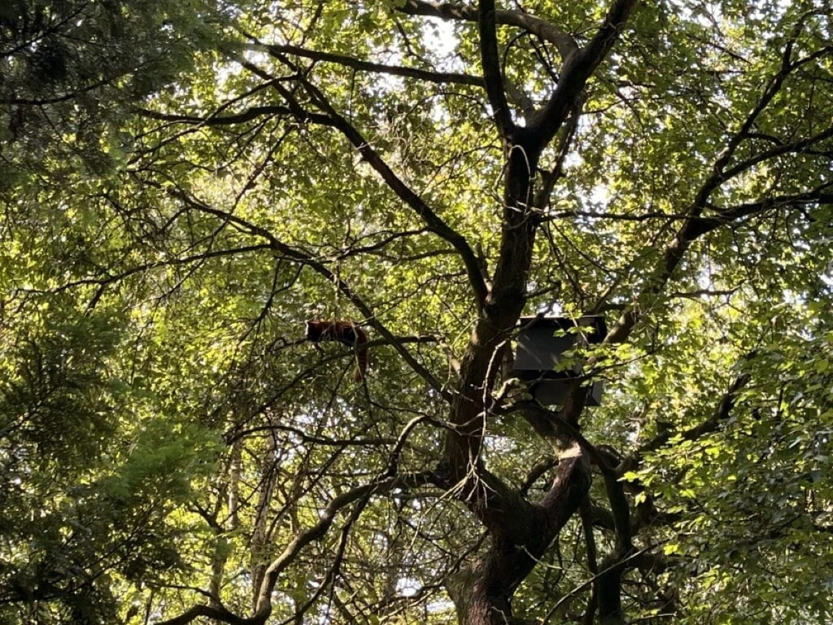 Panda ruda