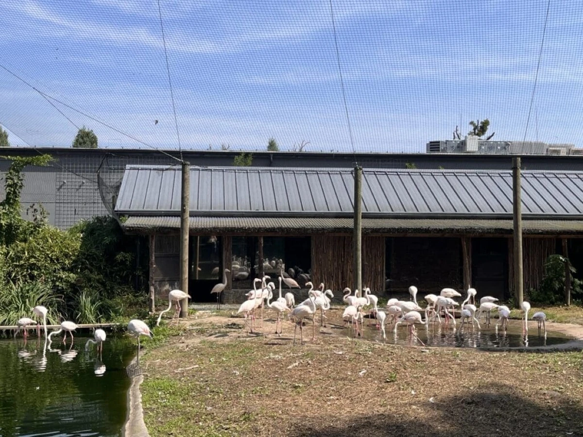 Flamingi różowe
