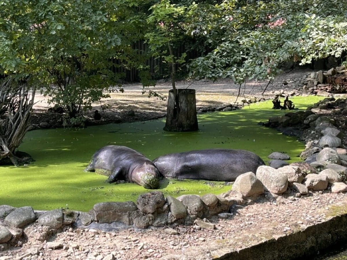 Mieszkańcy ZOO w Opolu